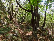 52 Rientriamo all'ombra nel bosco di carpini neri